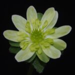 Hepatica japonica Kiiro no furi no ho JP