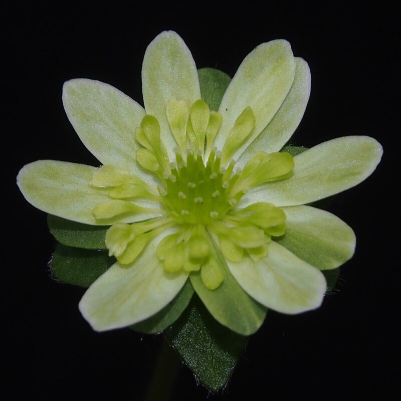 Hepatica japonica Kiiro no furi no ho JP