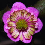 Hepatica japonica Kinubeni