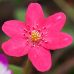 Hepatica japonica Koi orenji-iro JP 1 Hepatica japonica Koi orenji-iro JP