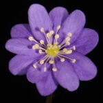 Hepatica japonica Konohana AH 1 Hepatica japonica Konohana AH