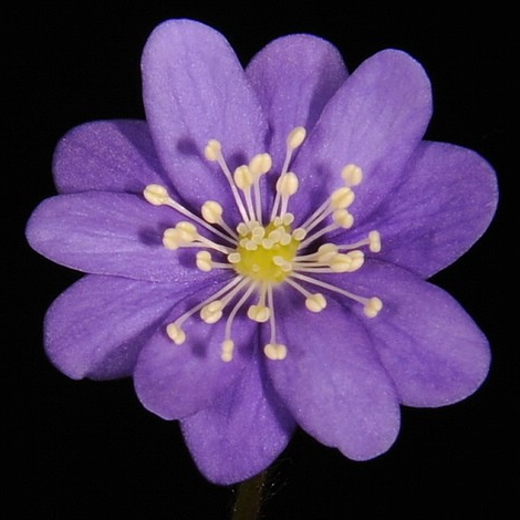 Hepatica 31 Hepatica japonica Konohana AH