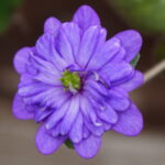 Hepatica japonica Kootaishi-hi GP 1 Kootaishi-hi GP