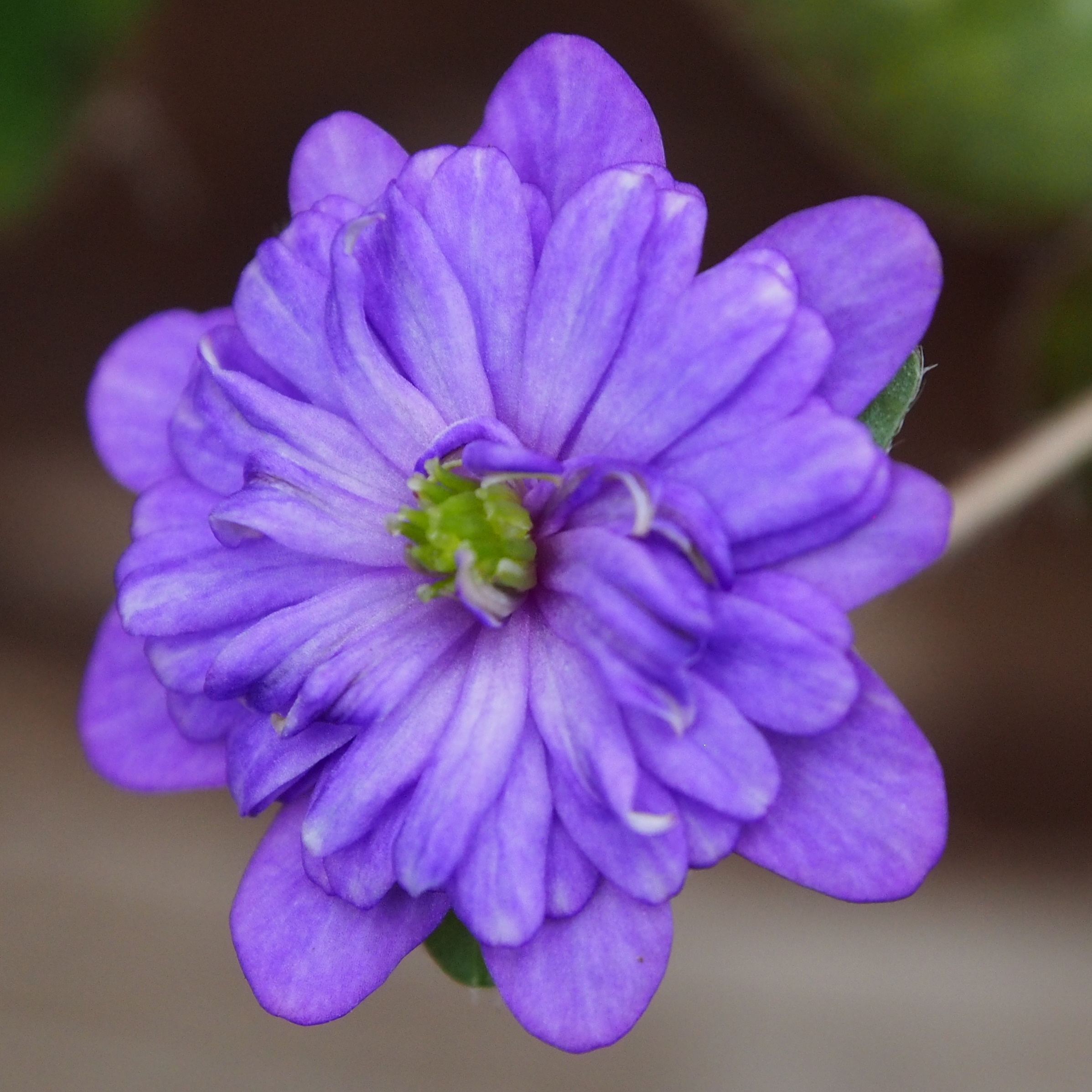 Hepatica japonica Kootaishi-hi GP 3 Kootaishi-hi GP