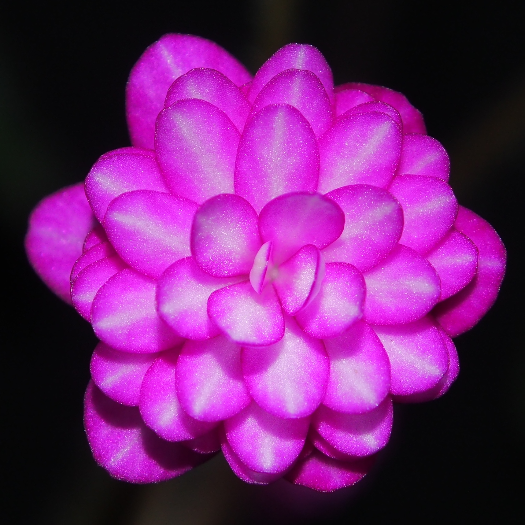 Hepatica japonica Kougyoku 3 Hepatica japonica Kougyoku