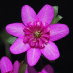 Hepatica japonica Kouryuu 2 Hepatica japonica Kouryuu