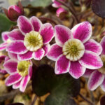 Hepatica japonica Kouten