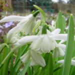 Galanthus Lady Beatrix Stanley 2 Lady Bearix Stanley