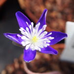 Hepatica japonica Maboroshi 1 Maboroshi