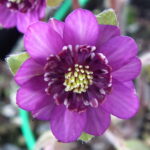 Hepatica japonica Makoto GP 1 Hepatica japonica Makoto GP