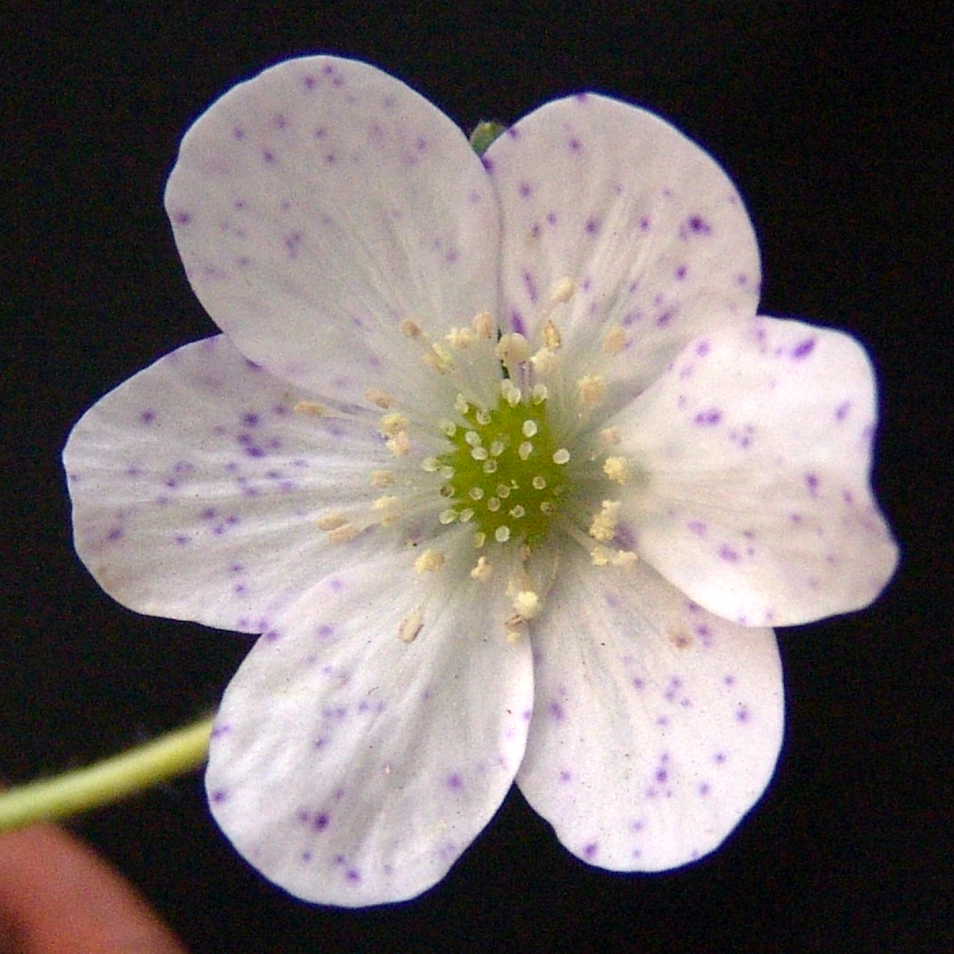 Hepatica japonica Mange 3 Hepatica japonica Mange