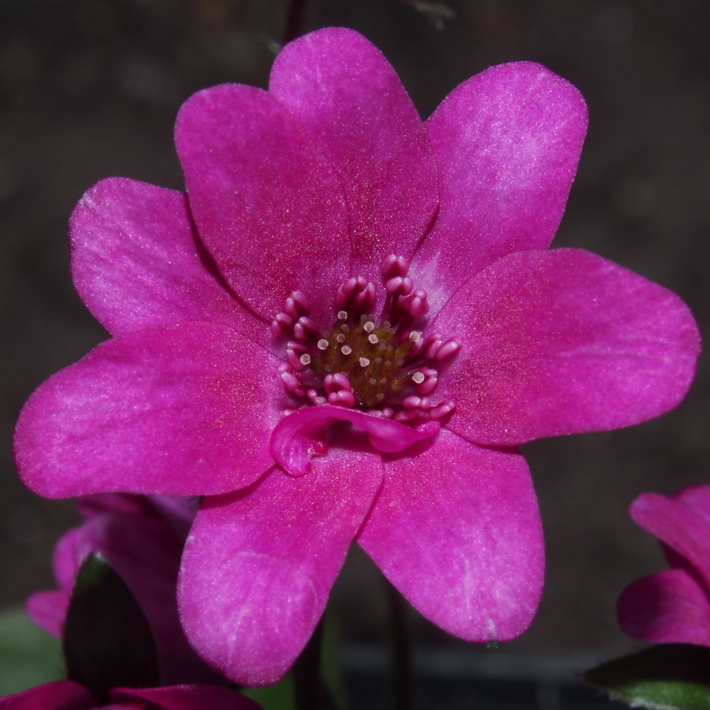 Hepatica japonica Menoko JP 3 Menoko JP