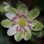 Hepatica japonica Moeharu grün 2 Moeharu grün