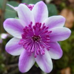 Hepatica japonica Momo banabi