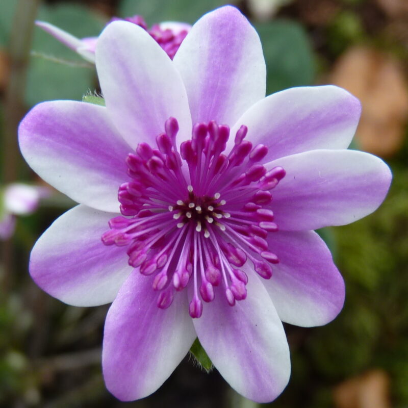 Hepatica 69 Hepatica japonica Momo banabi