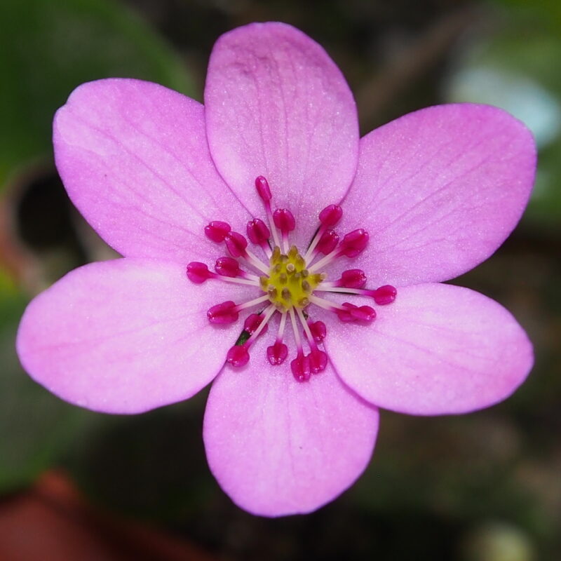 Hepatica japonica Orange (19-004)