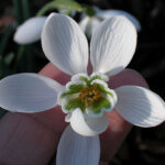 Galanthus Mrs Thompson