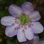 Hepatica japonica Murasaki no kawa JP