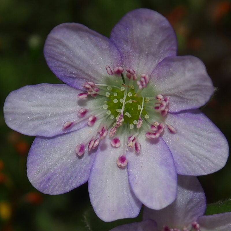 Hepatica japonica Murasaki no kawa JP