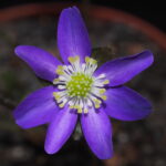 Hepatica japonica Murasakiiro hiko shi JP
