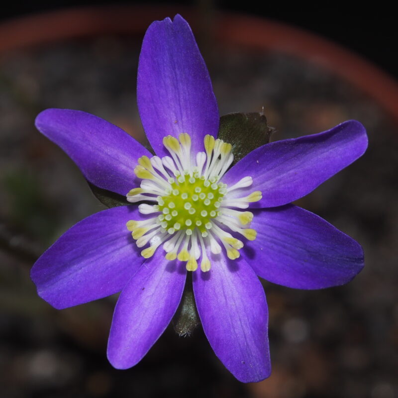 Hepatica japonica Murasakiiro hiko shi JP