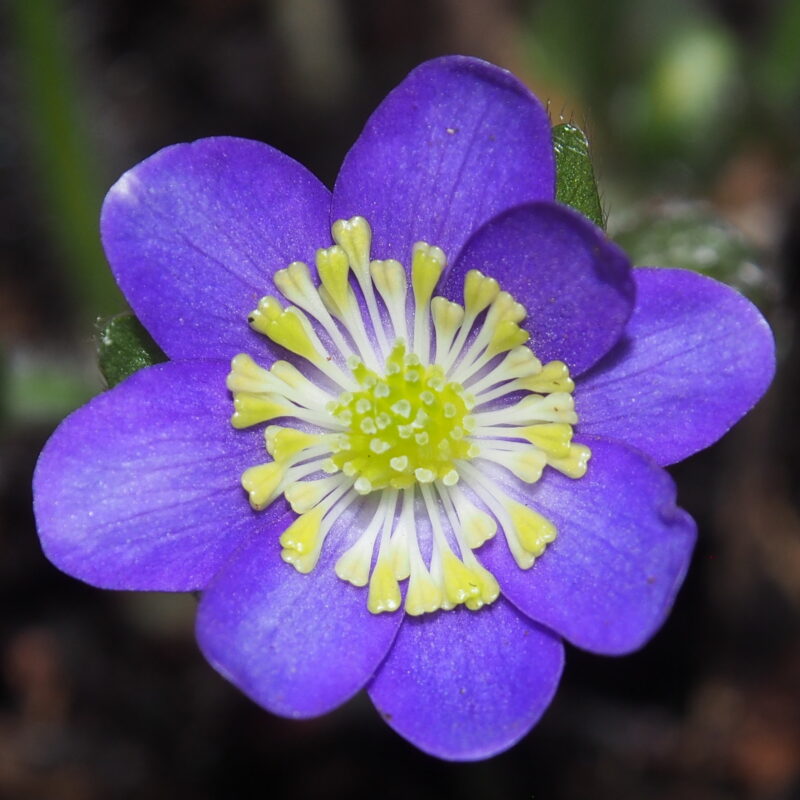 Hepatica japonica Murasakiiro no kōsen JP