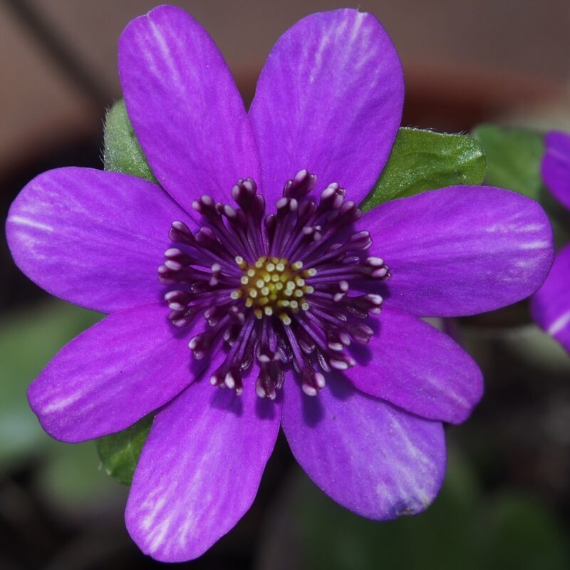 Hepatica 41 Hepatica japonica Murasakiiro no sora JP