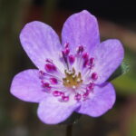 Hepatica japonica Naha JP