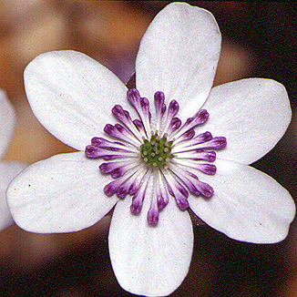 Hepatica japonica Nami no oto