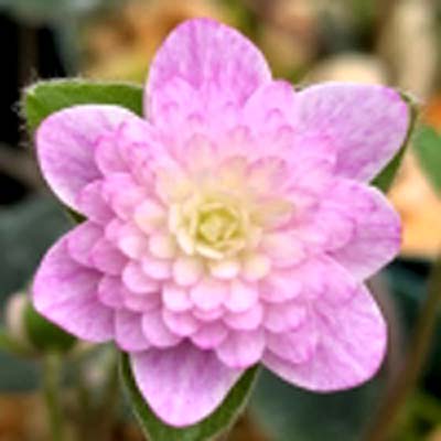 Hepatica japonica Natsugoromo
