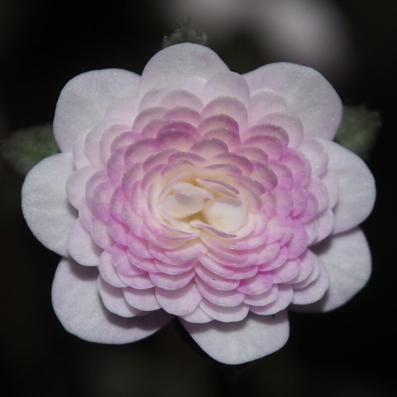 Hepatica japonica Ningyohime