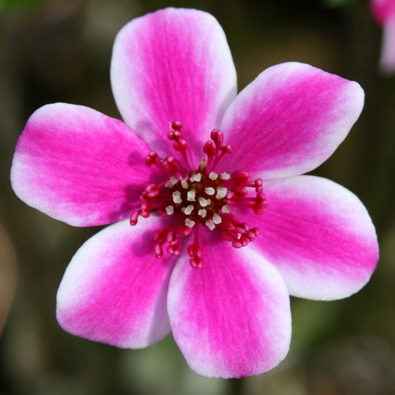 Hepatica japonica No 35 SU