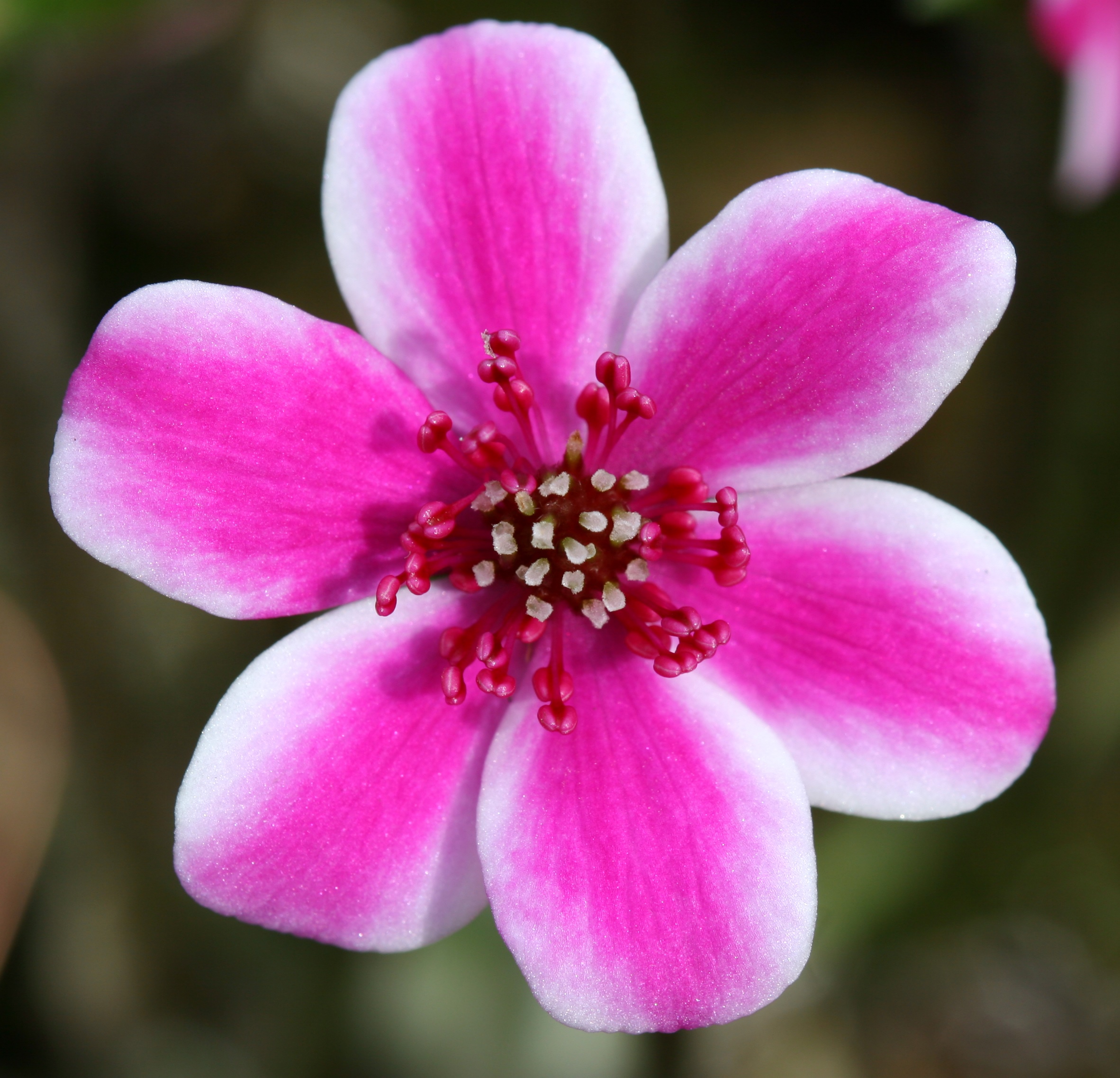 Hepatica japonica No 35 SU 3 Hepatica japonica No 35 SU