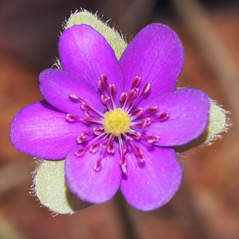 Hepatica 39 Hepatica japonica Ömuta JP