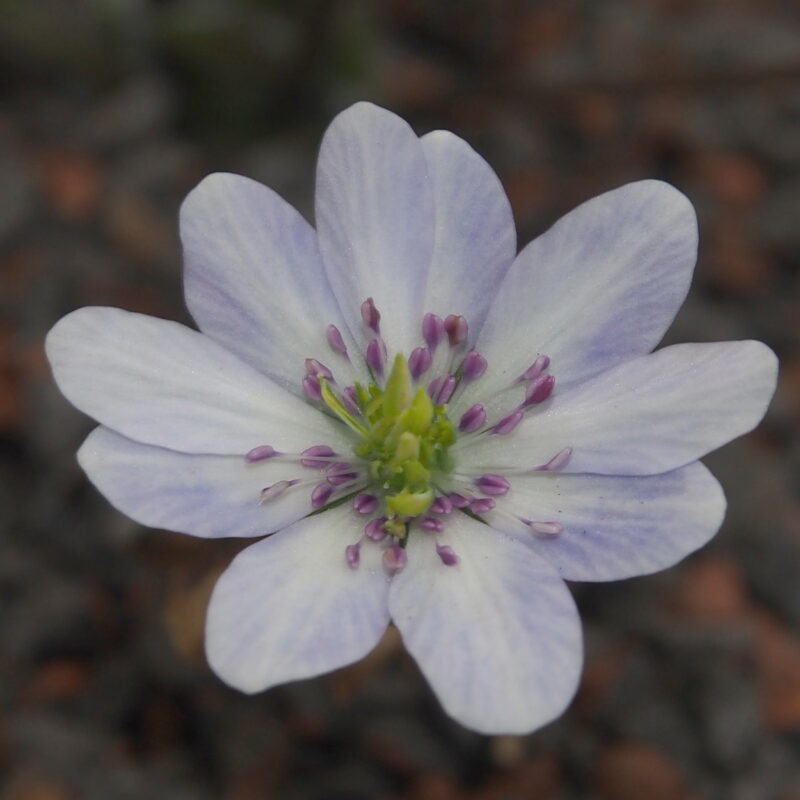 Hepatica japonica Ogawa JP