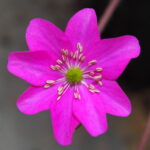 Hepatica japonica Onomichi JP