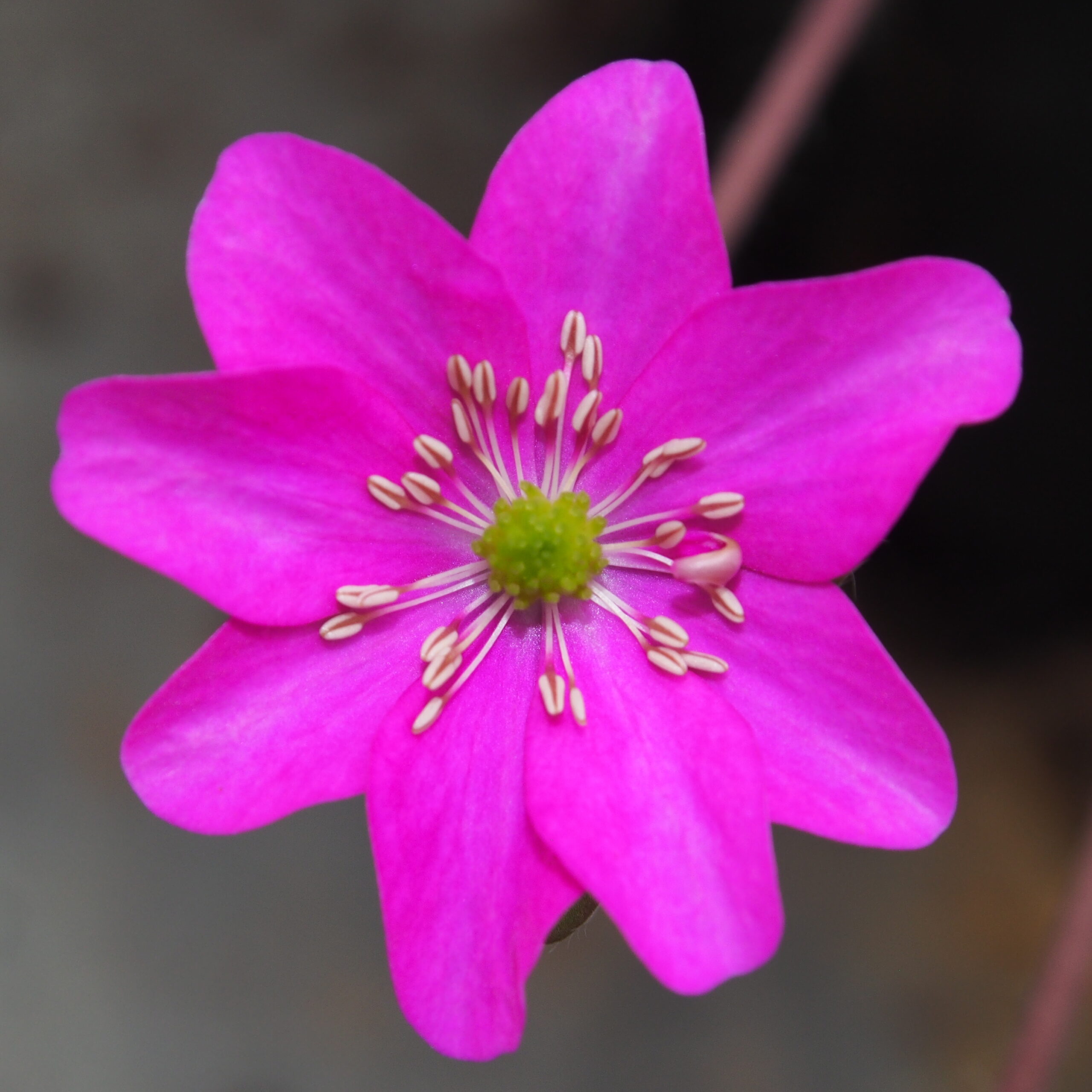 Hepatica japonica Onomichi JP 3 Hepatica japonica Onomichi JP