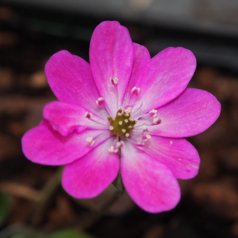 Hepatica japonica Orenji-iro JP