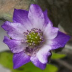 Hepatica japonica Tashino Kagayaki 2 Hepatica japonica Tashino Kagayaki