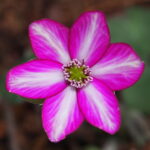 Hepatica japonica Natsumatsuri