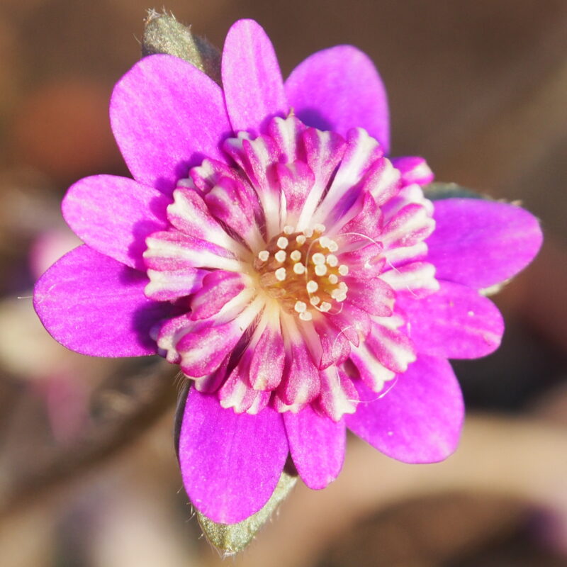 Hepatica japonica Shiryoh