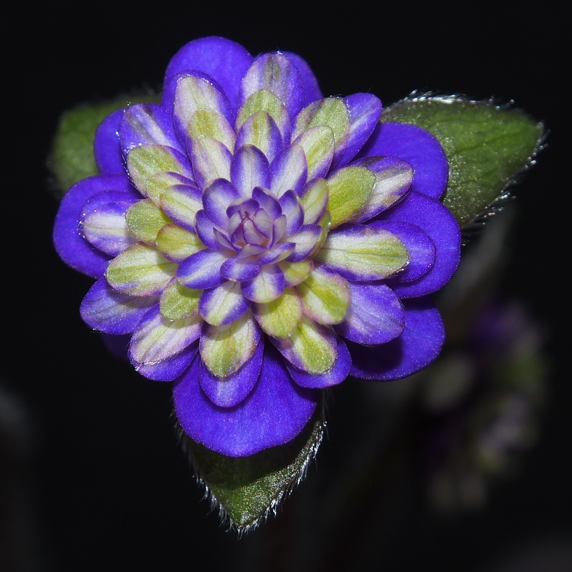 Hepatica japonica Taikai 6 Hepatica japonica Taikai – Bild 4