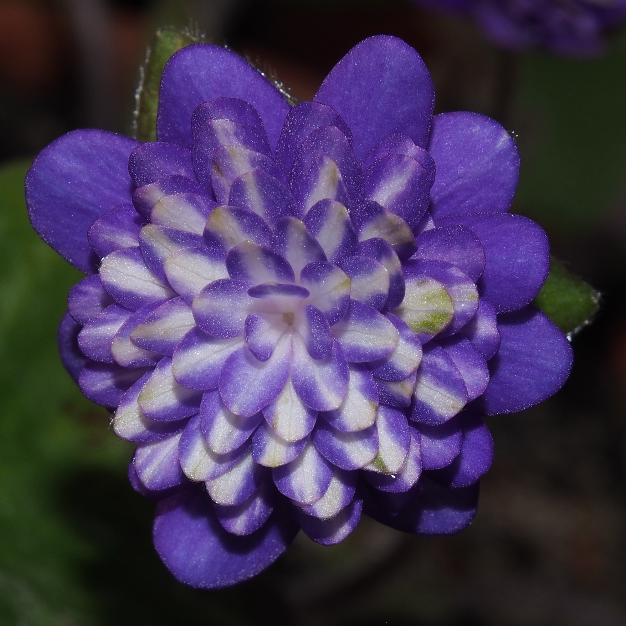 Hepatica japonica Taikai 7 Hepatica japonica Taikai – Bild 5