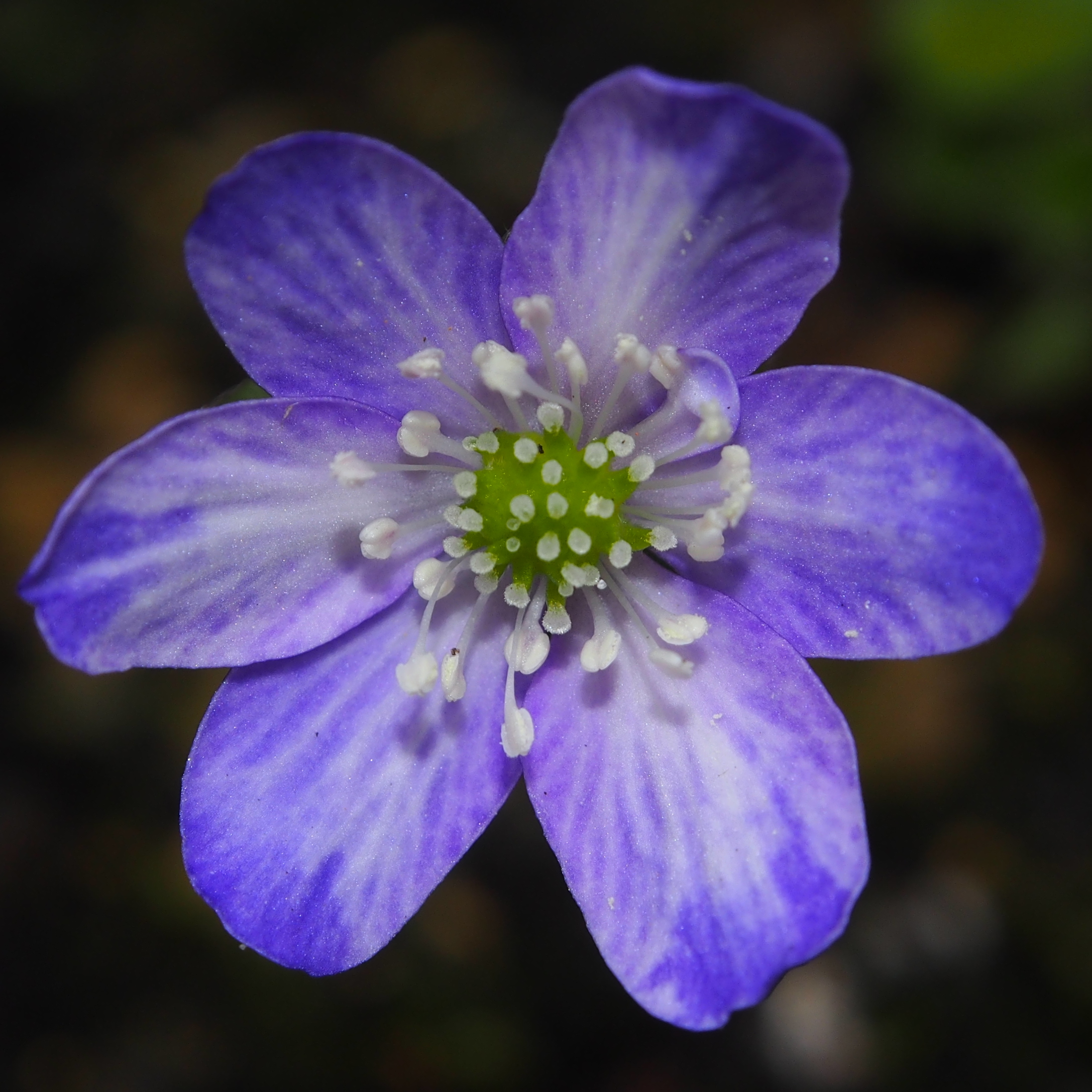 Hepatica japonica Somegorou 3 Hepatica japonica Somegorou