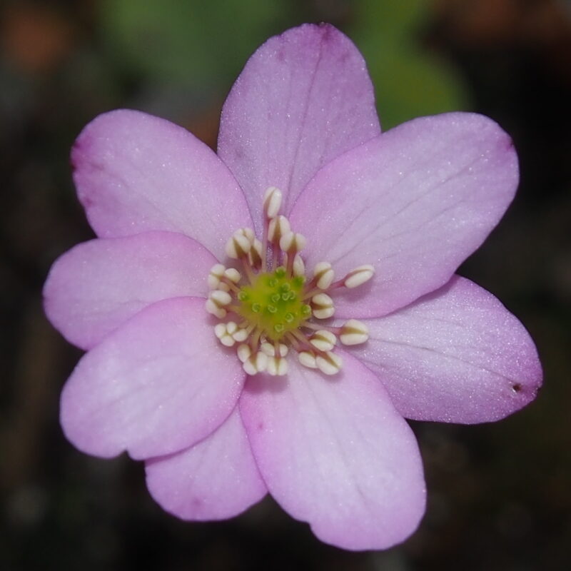 Hepatica japonica Pinku no bōru JP
