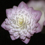 Hepatica japonica Tourykoku