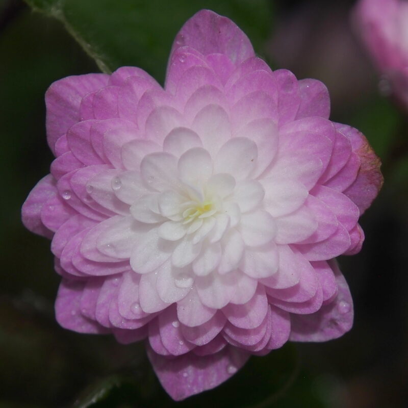 Hepatica japonica Saitama JP