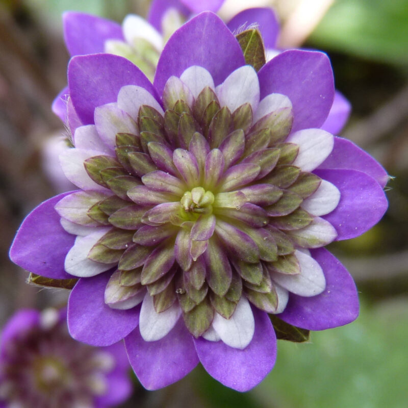 Hepatica 99 Hepatica japonica Saiun SU
