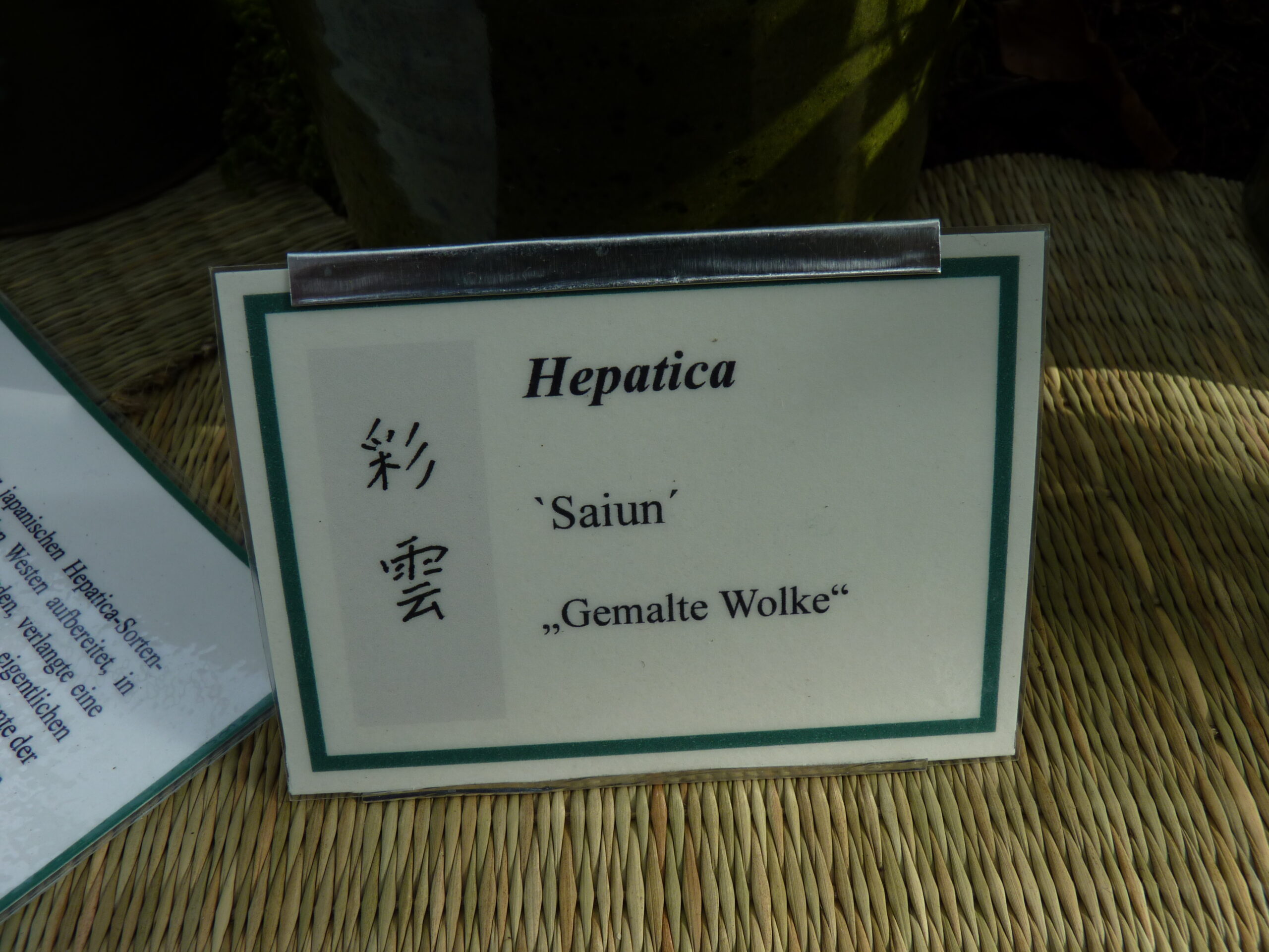 Hepatica japonica Saiun SU 6 Hepatica japonica Saiun SU – Bild 4