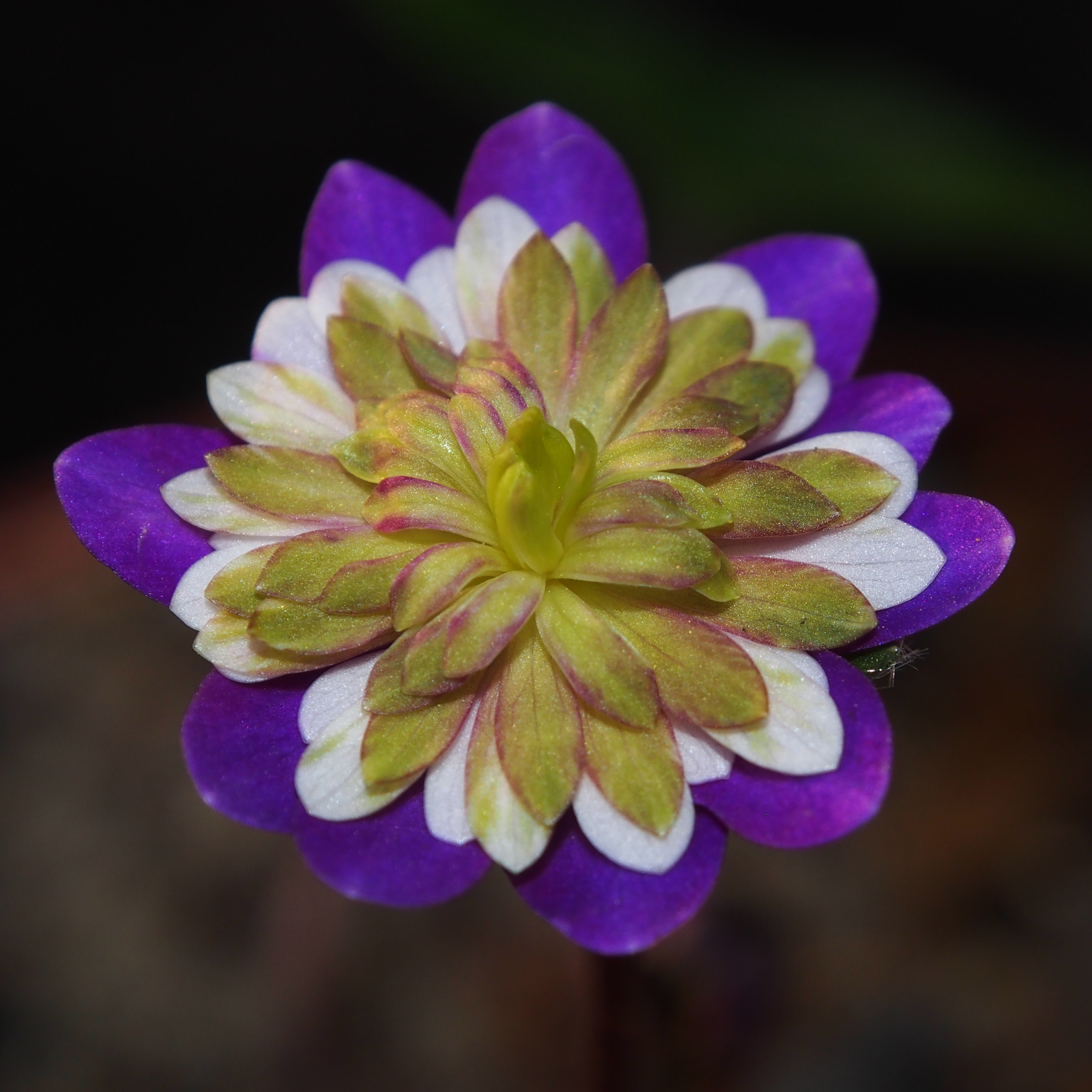 Hepatica japonica Saiun SU 4 Hepatica japonica Saiun SU – Bild 2